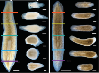 Planarian Regeneration Project